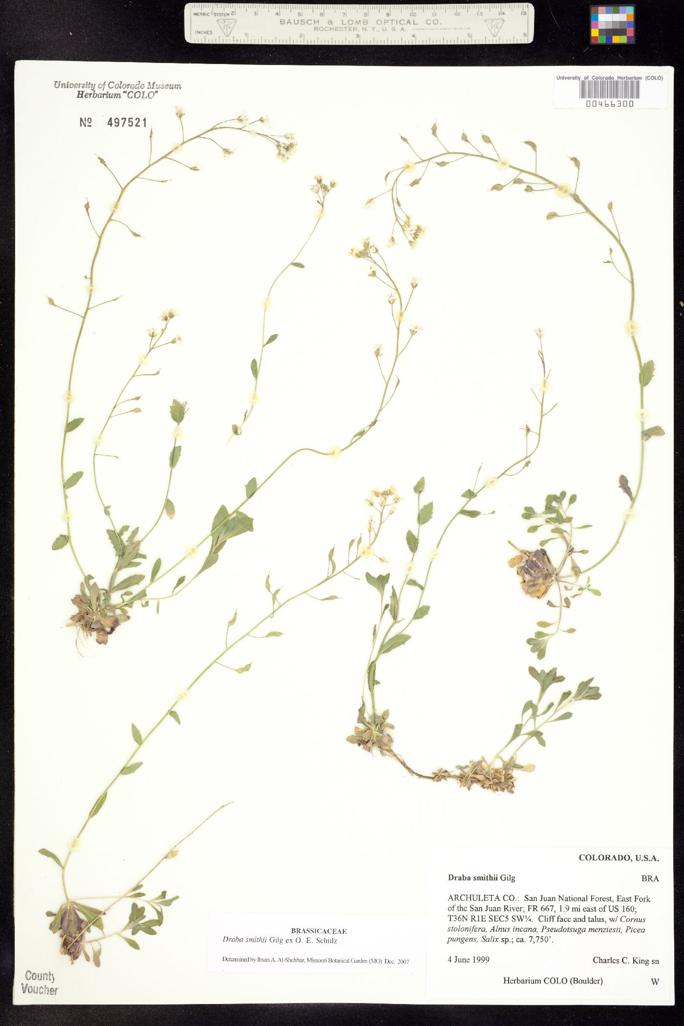 Draba smithii image