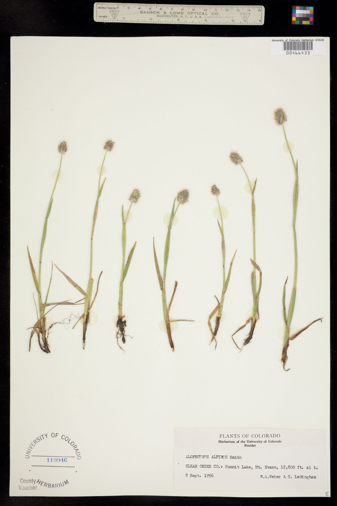 Alopecurus alpinus image