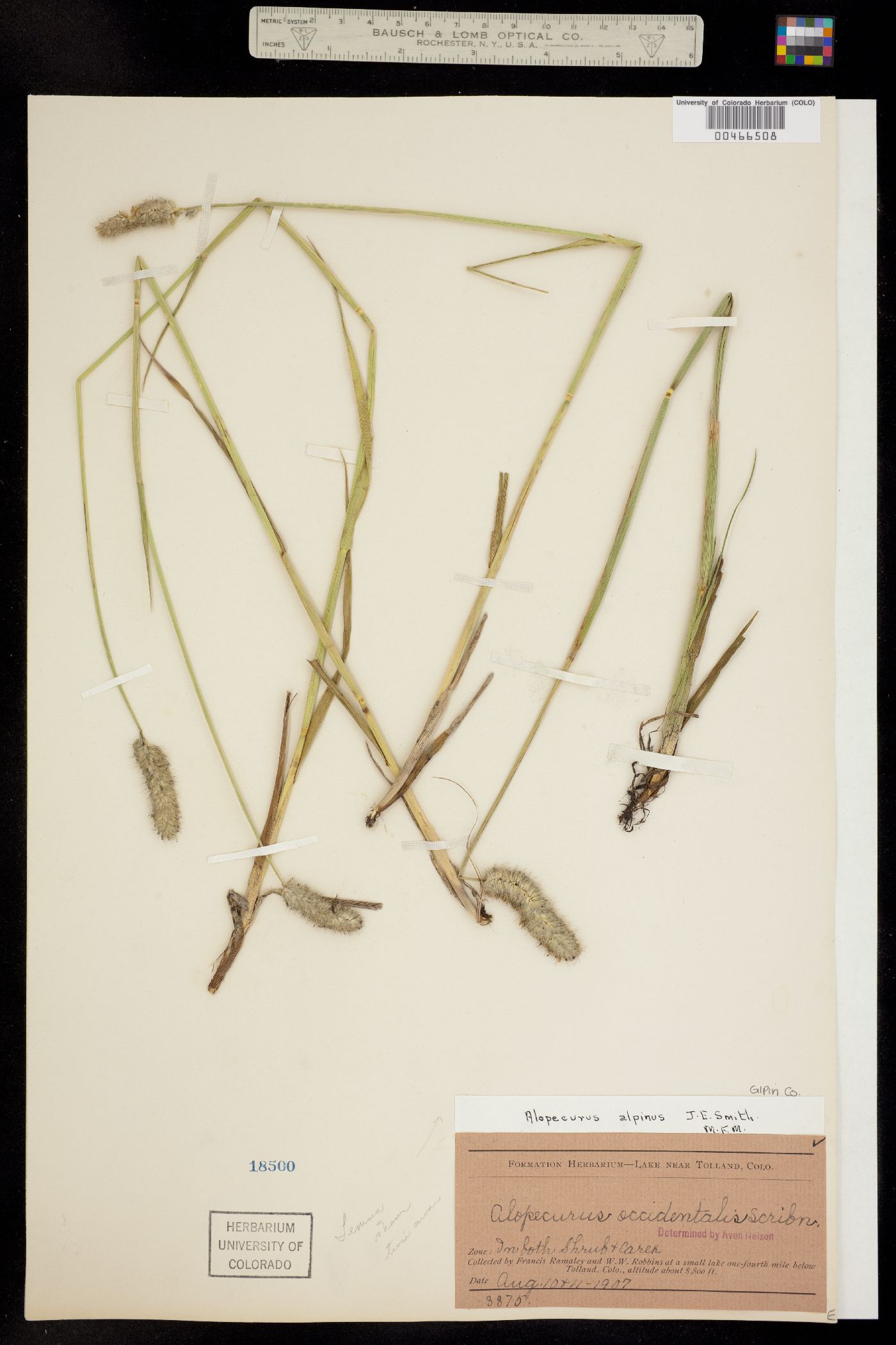 Alopecurus image