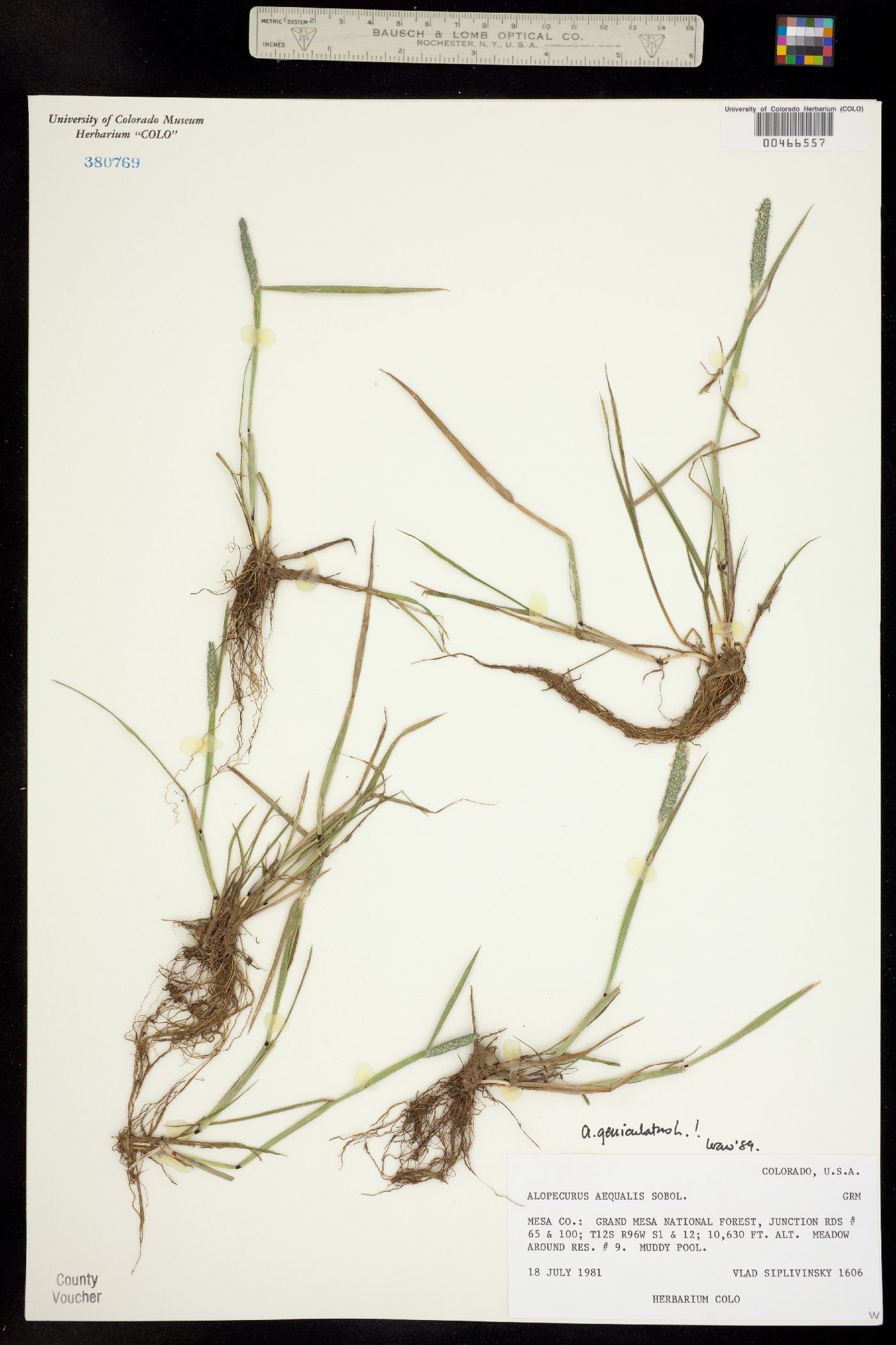 Alopecurus geniculatus image