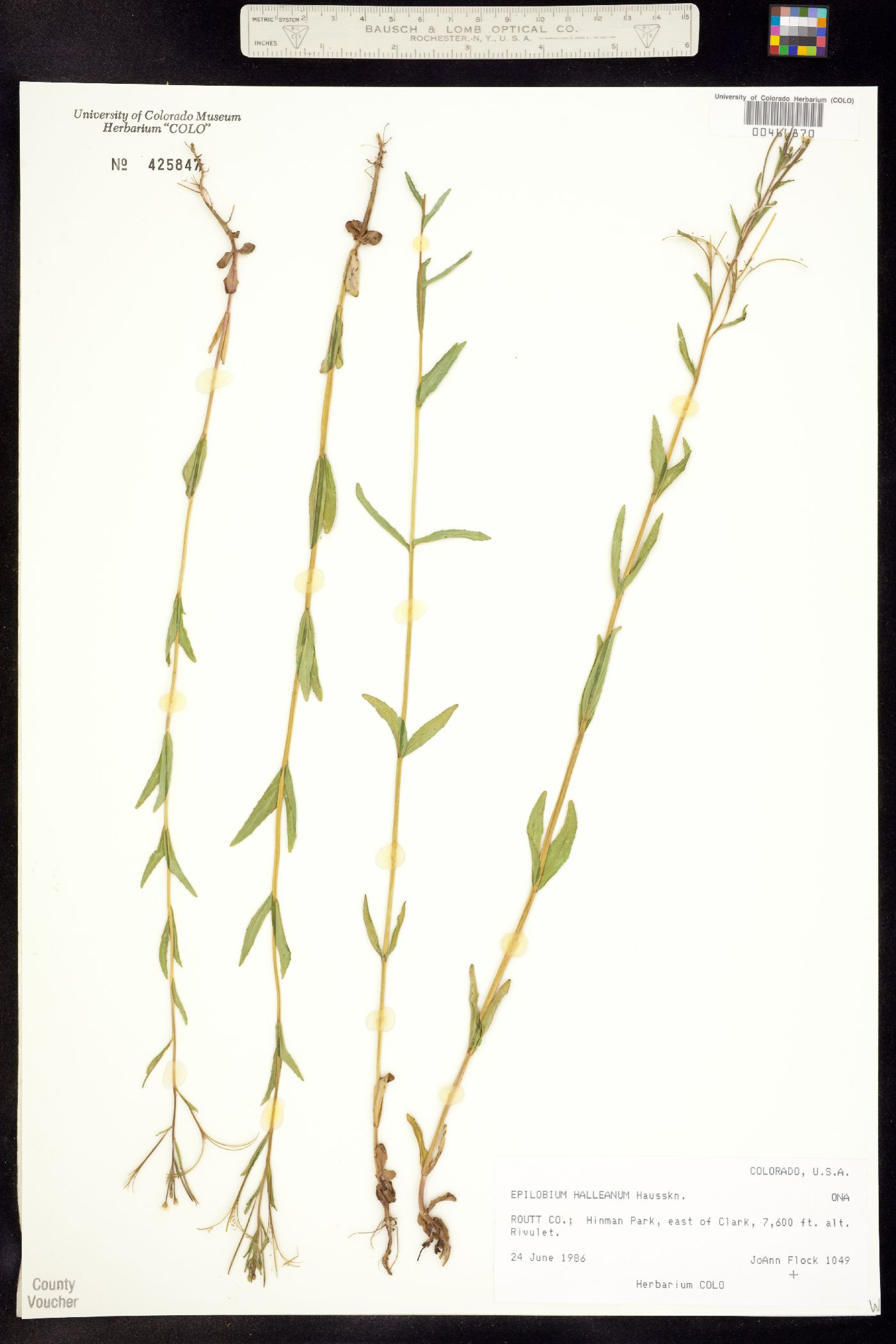 Epilobium halleanum image