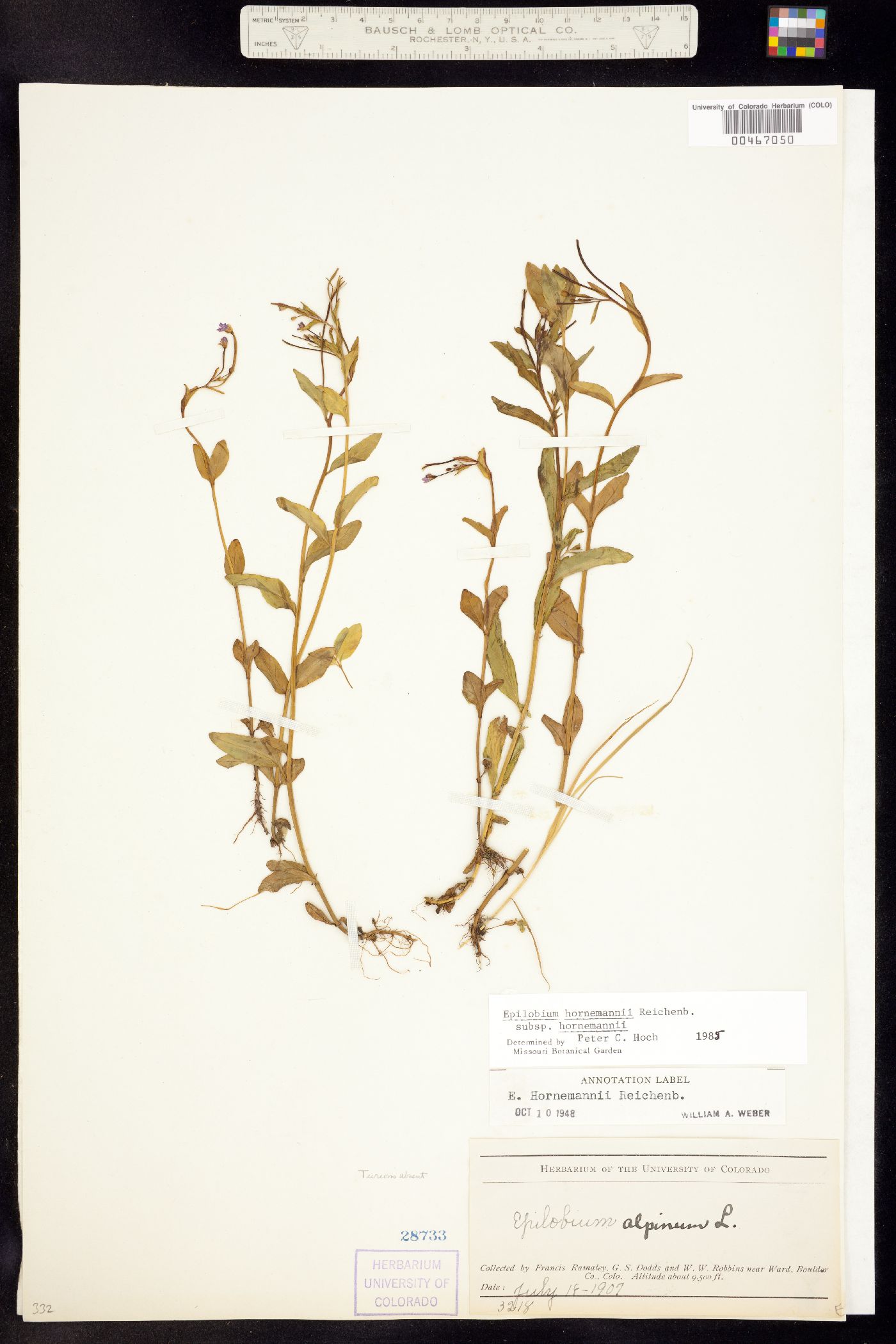 Epilobium hornemannii image