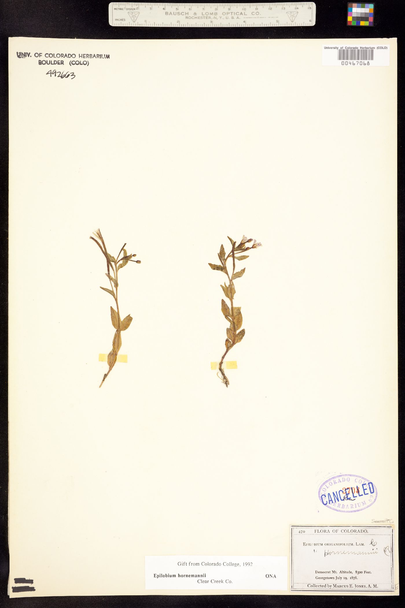 Epilobium hornemannii image