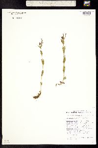 Epilobium hornemannii image
