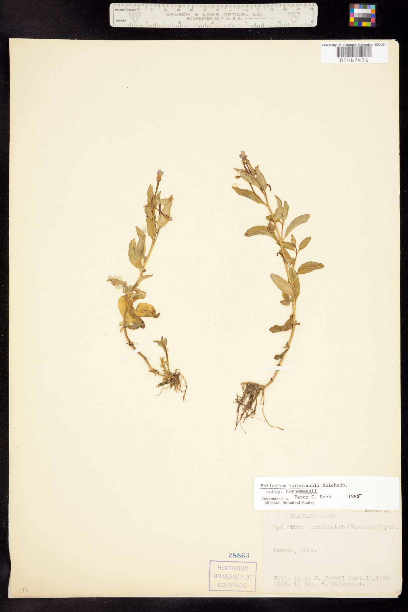 Epilobium image