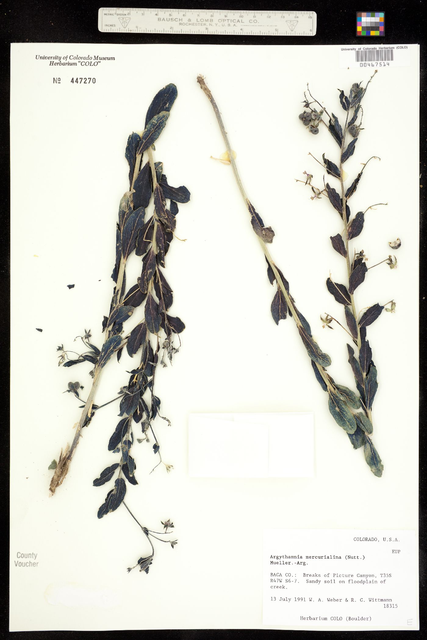 Ditaxis mercurialina image