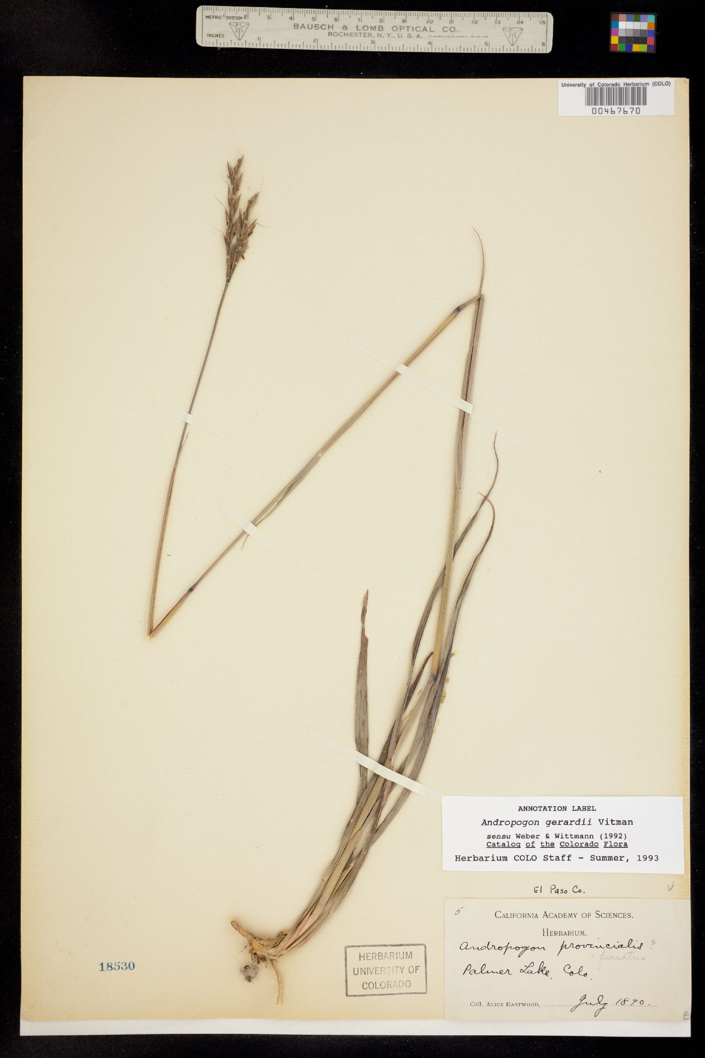 Andropogon image