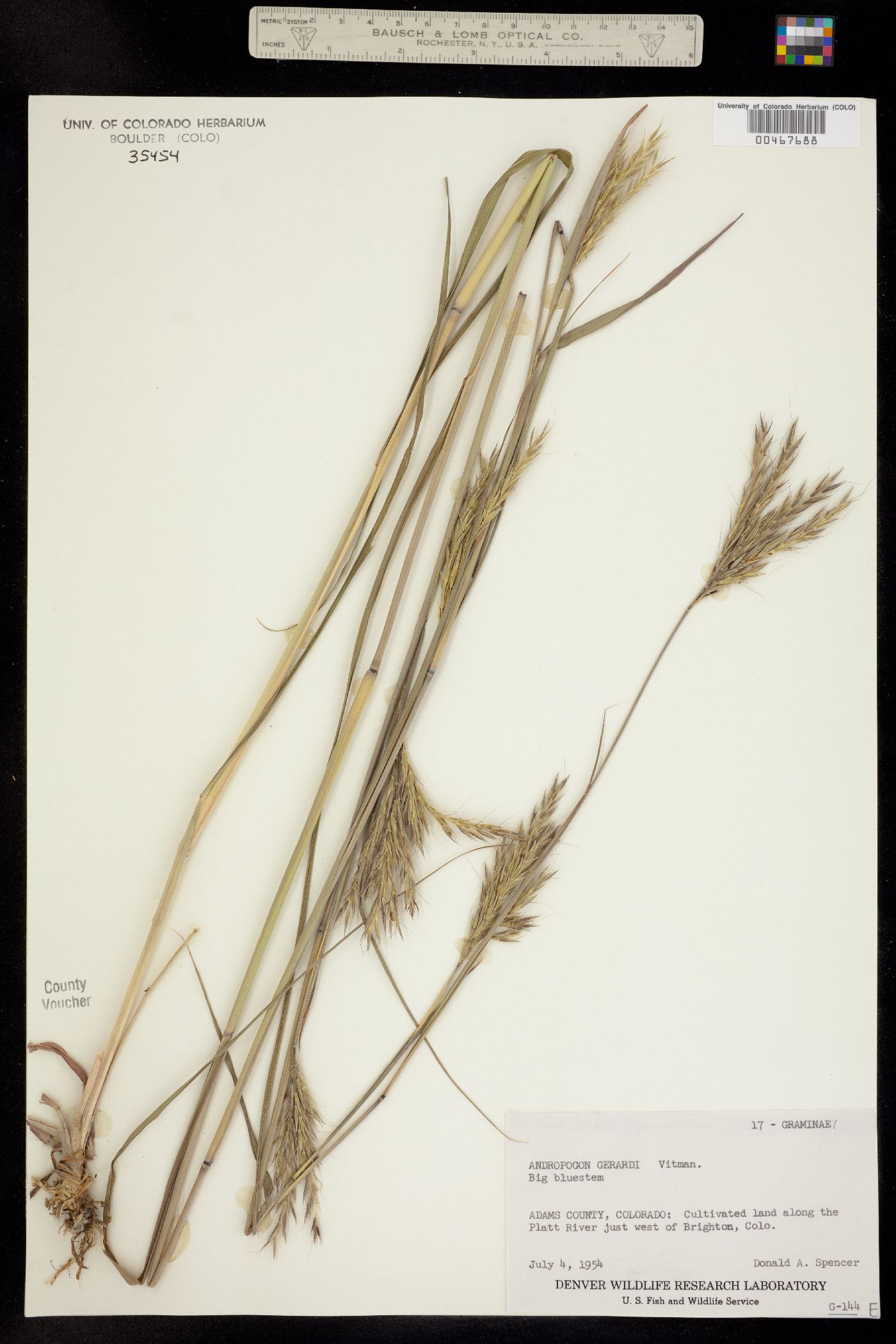 Andropogon image