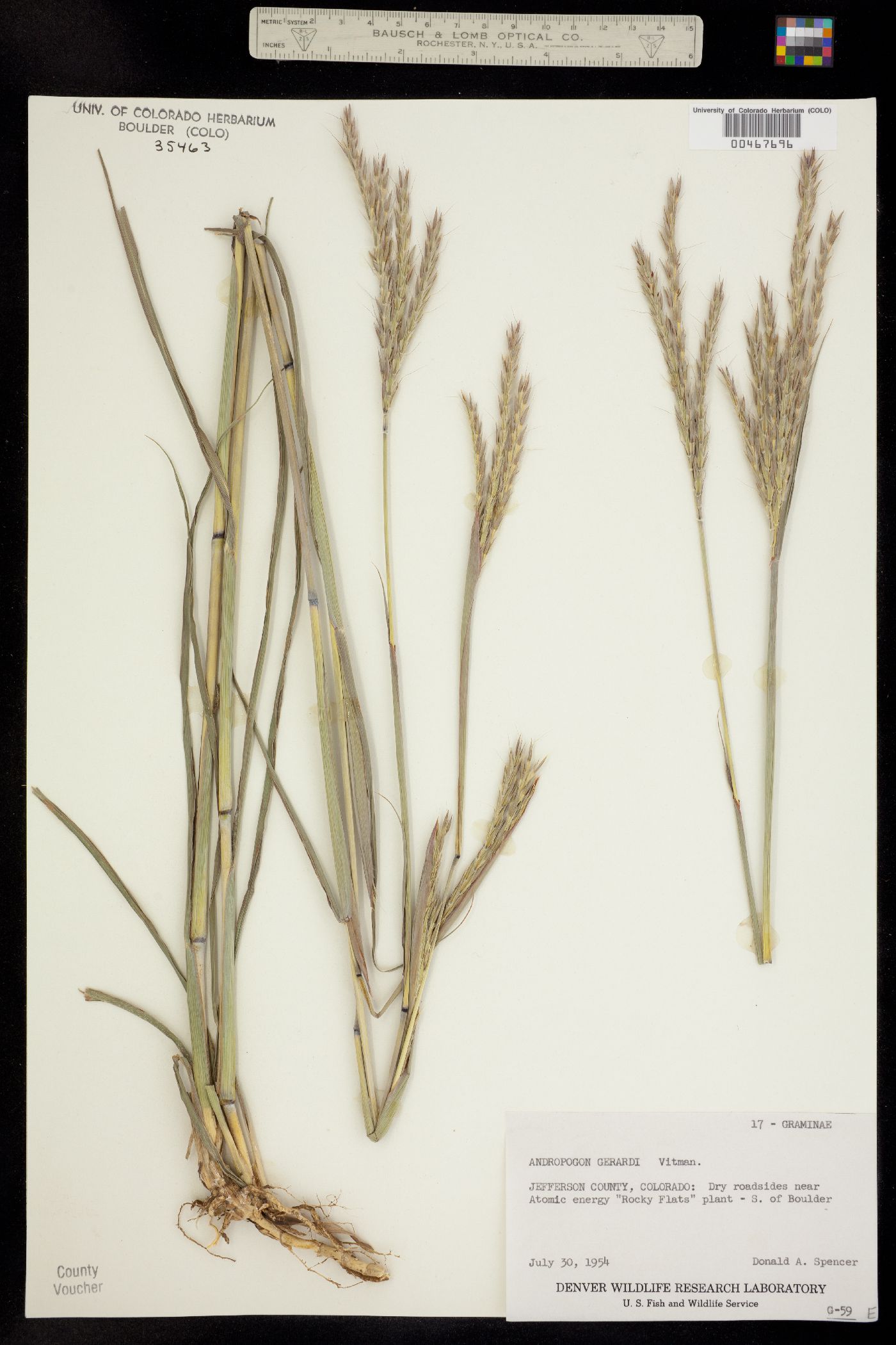 Andropogon image