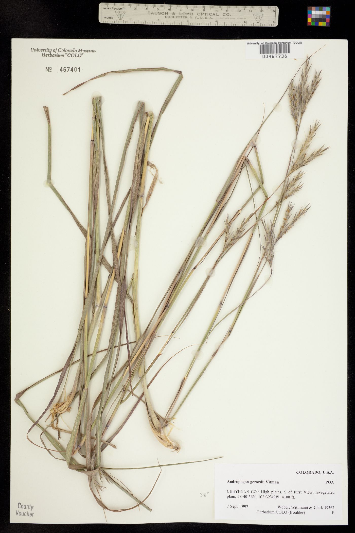Andropogon image