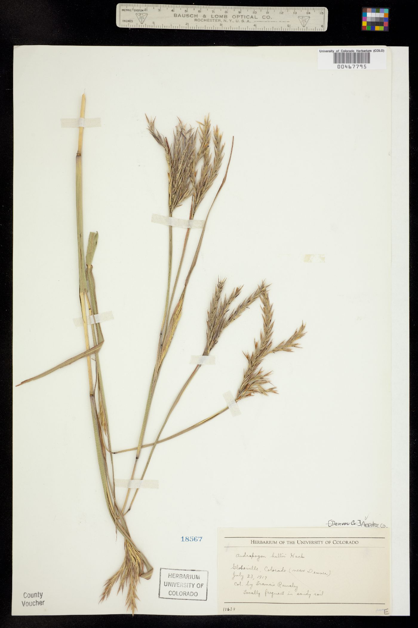 Andropogon image