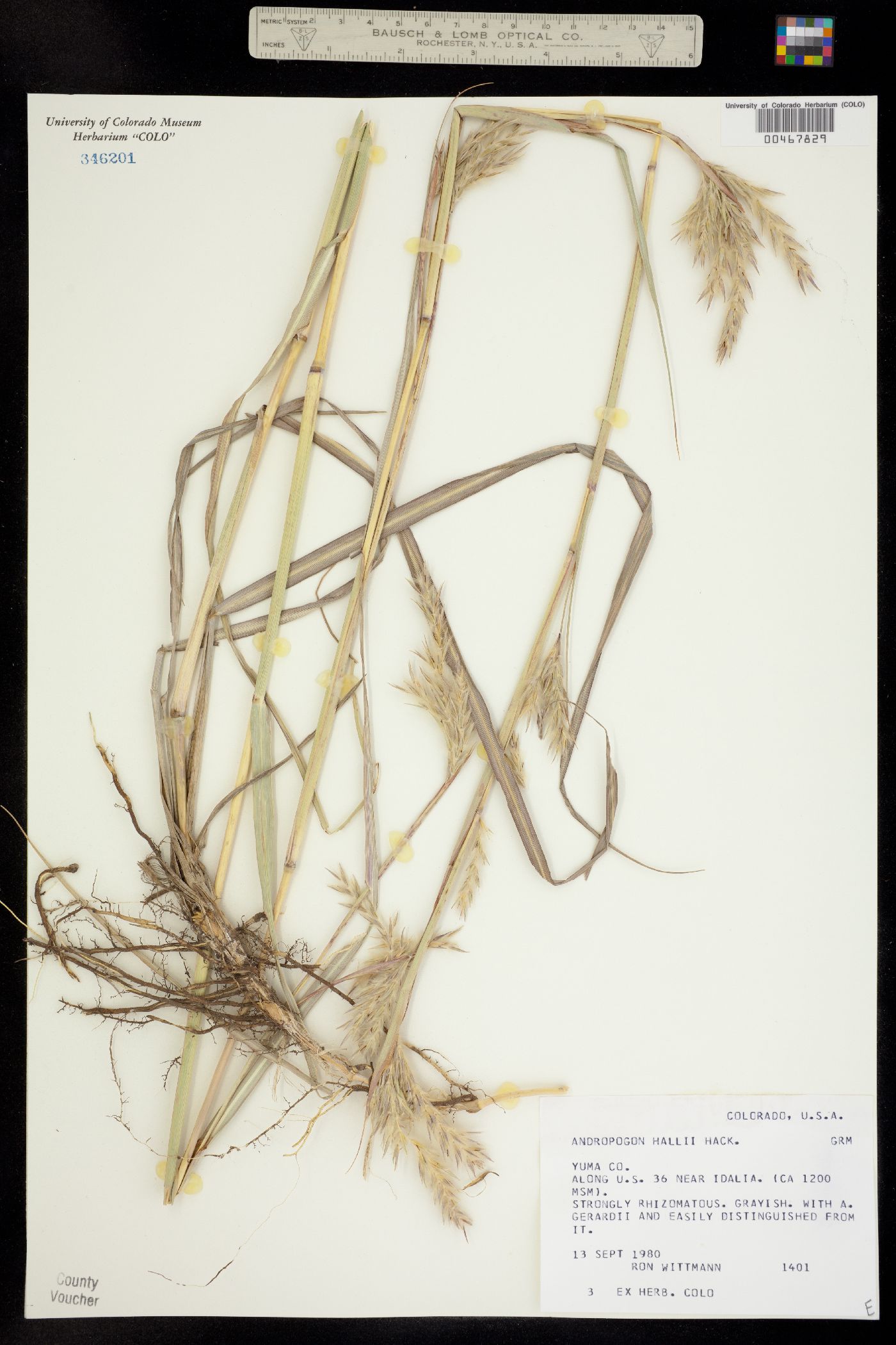 Andropogon image