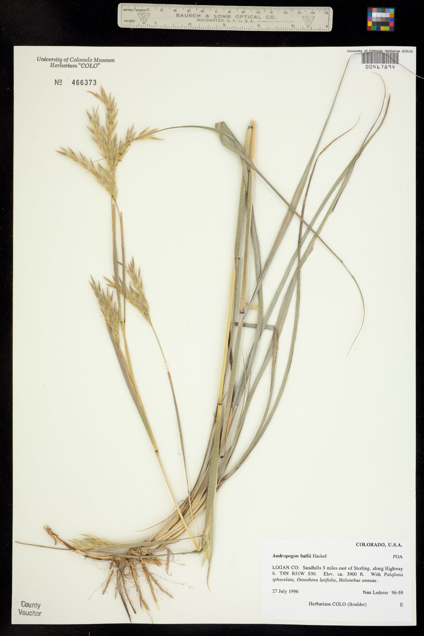 Andropogon gerardii image