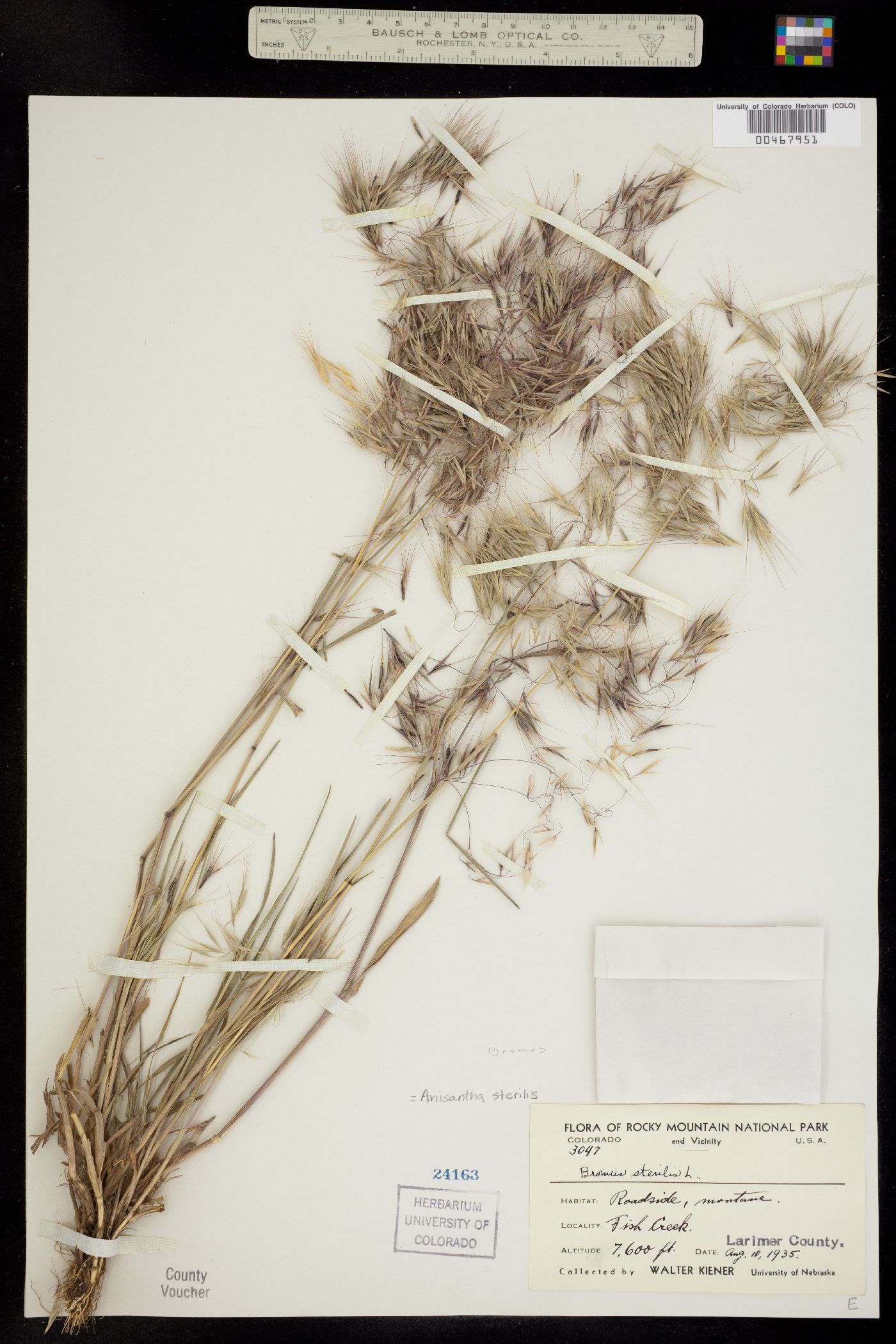 Bromus sterilis image