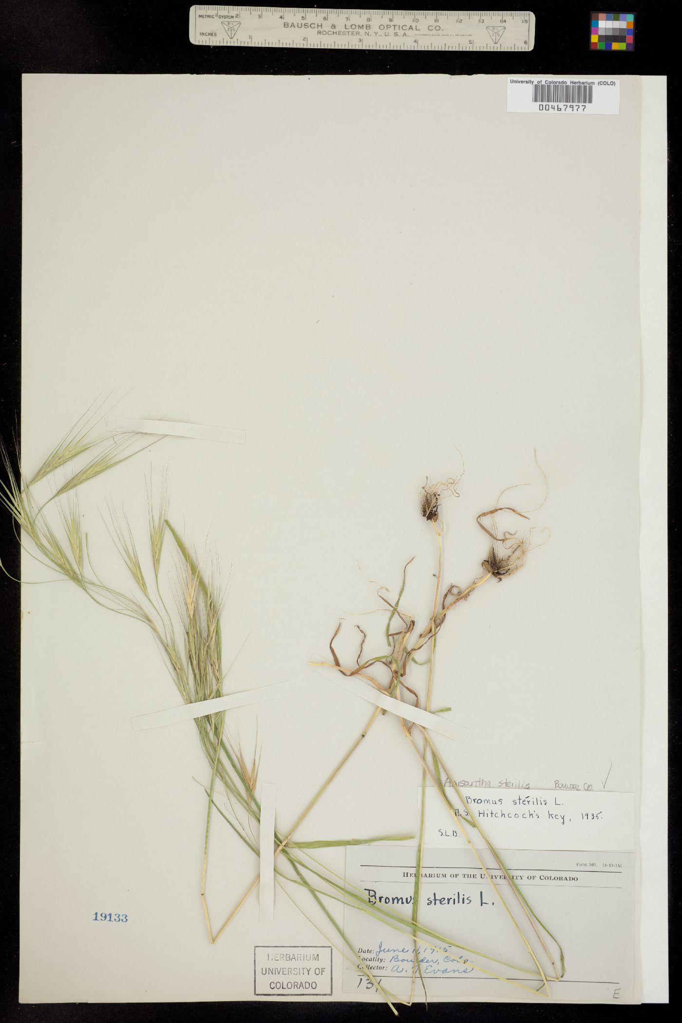 Bromus sterilis image