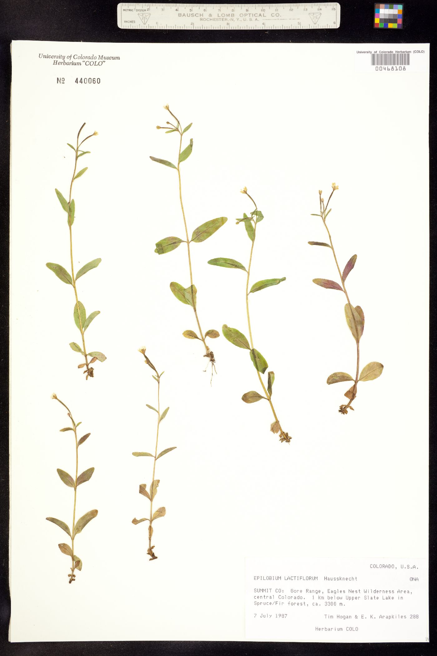 Epilobium image