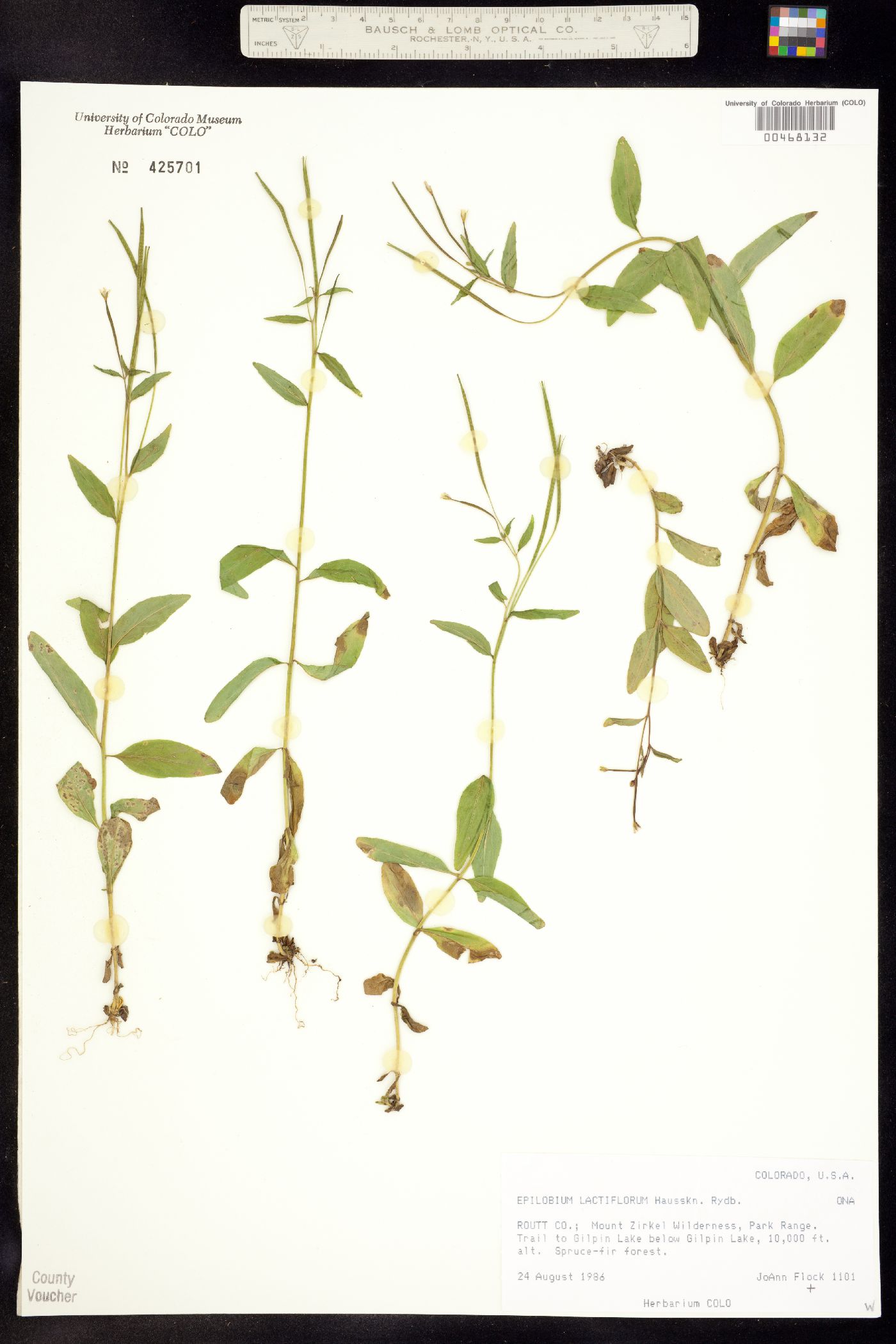 Epilobium lactiflorum image