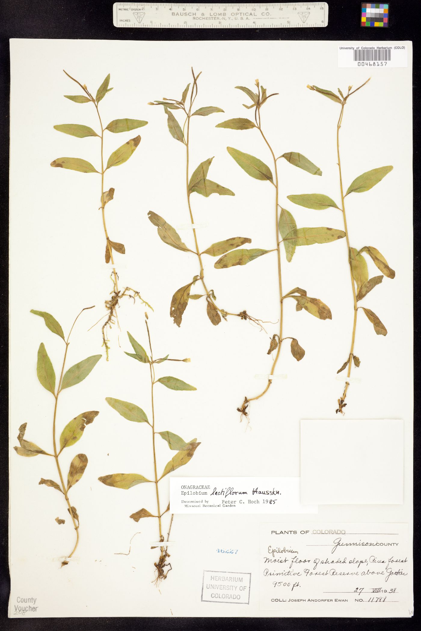 Epilobium lactiflorum image