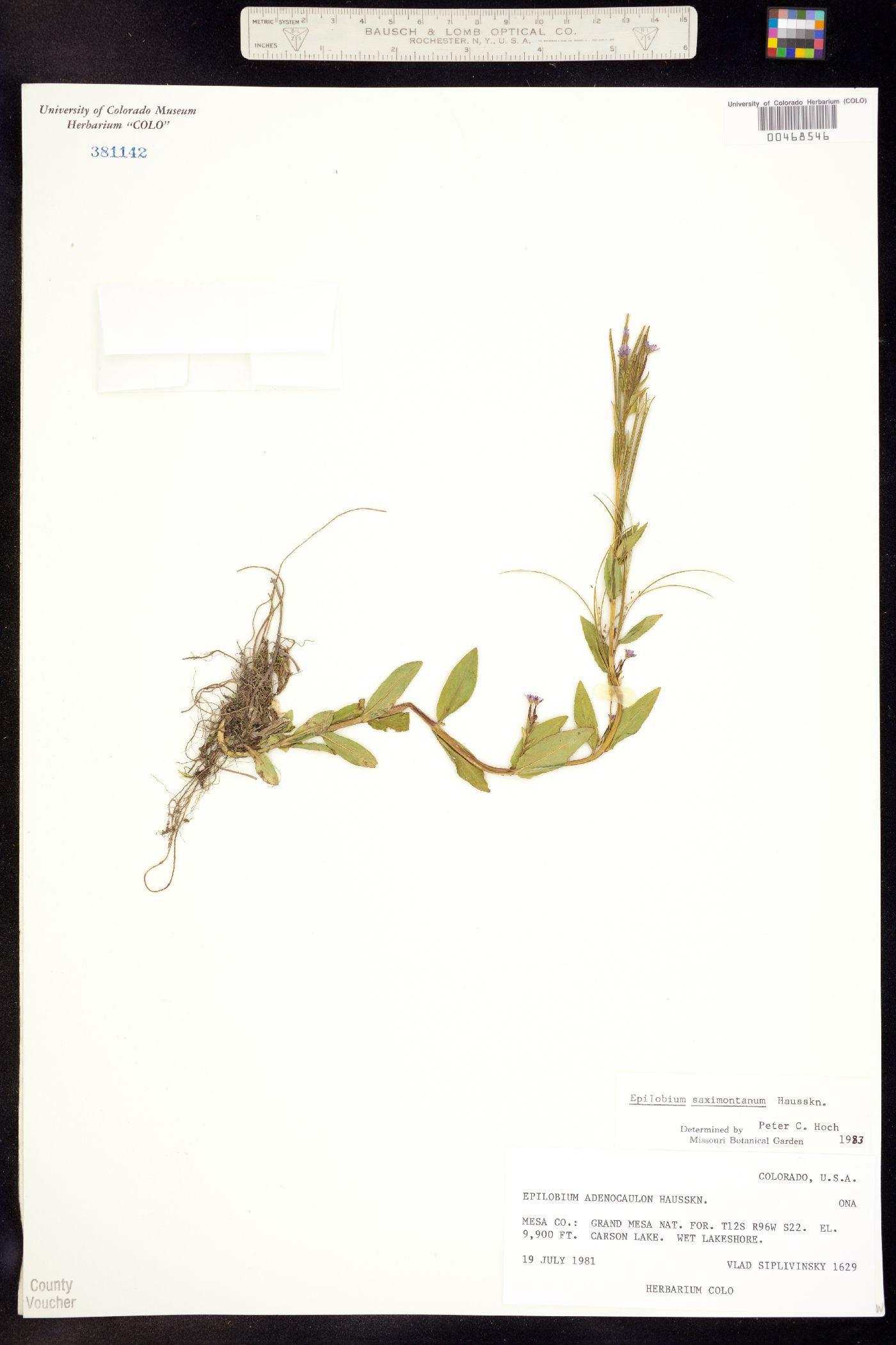 Epilobium image