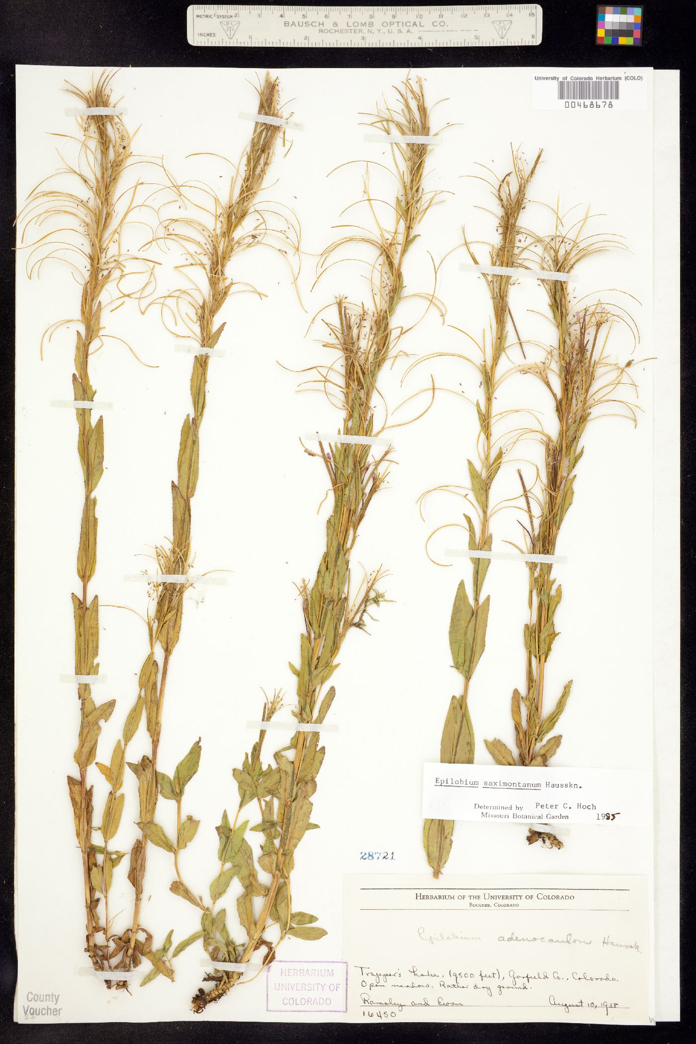 Epilobium saximontanum image