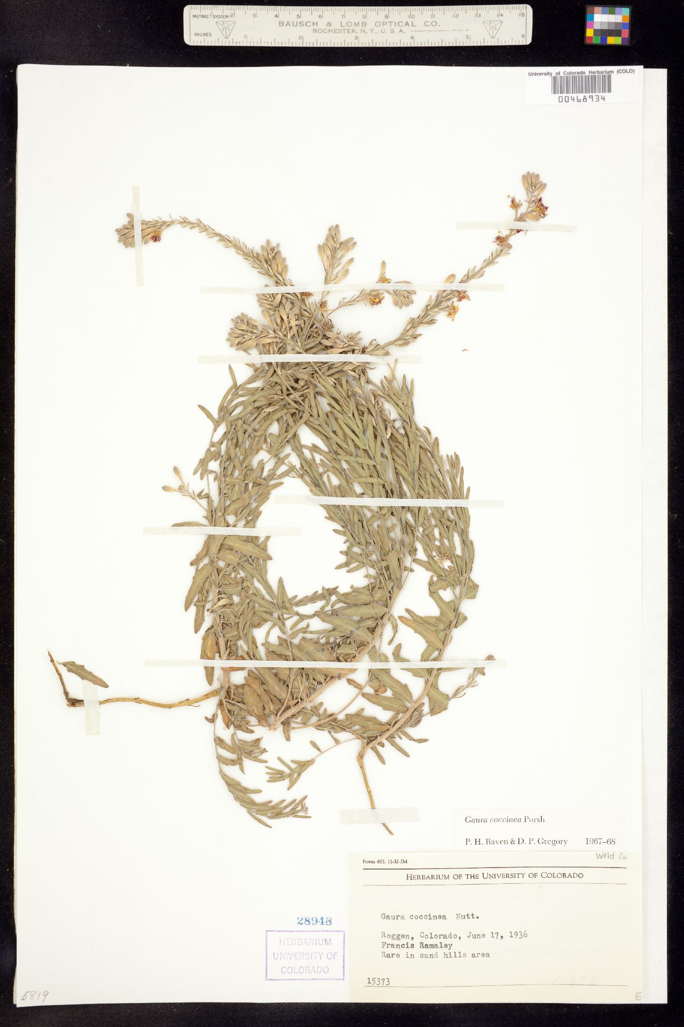 Oenothera suffrutescens image