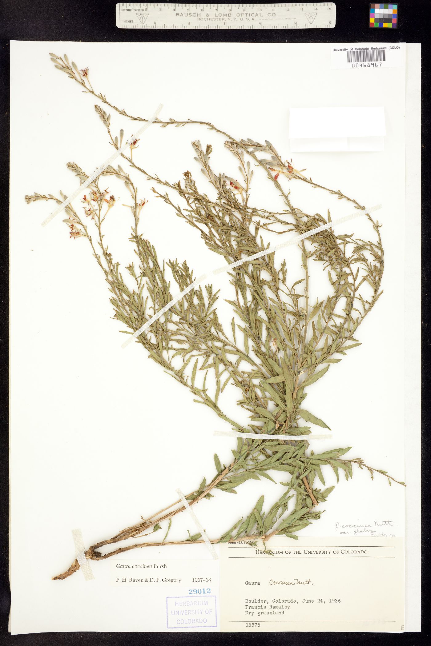 Oenothera suffrutescens image