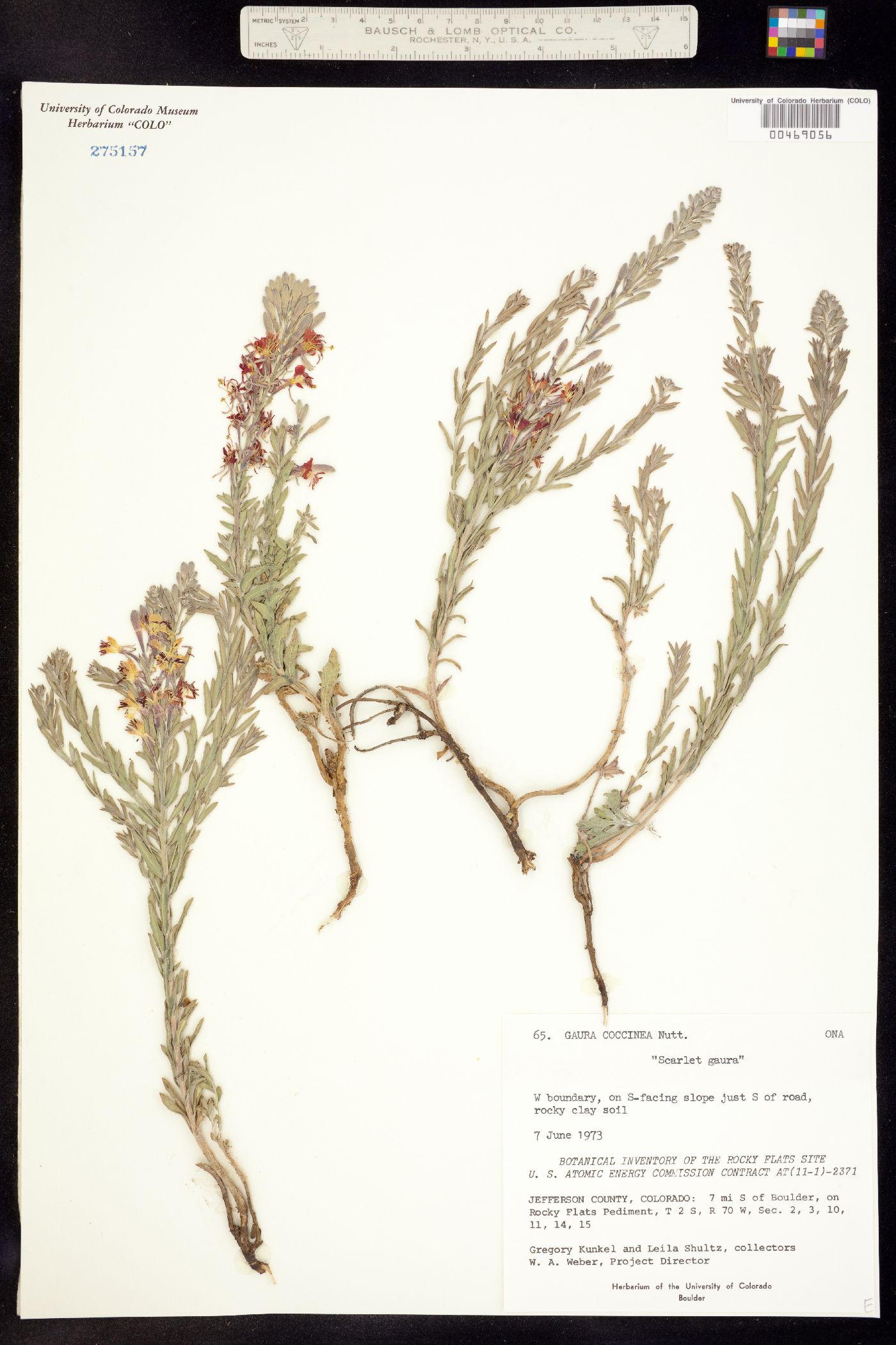 Oenothera suffrutescens image