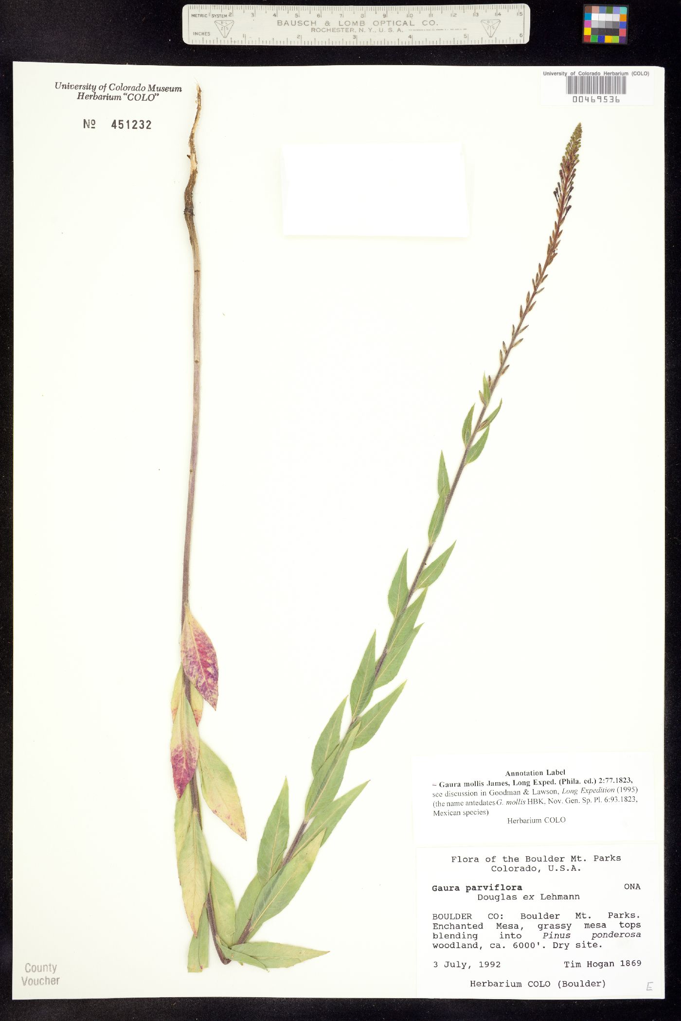 Oenothera curtiflora image