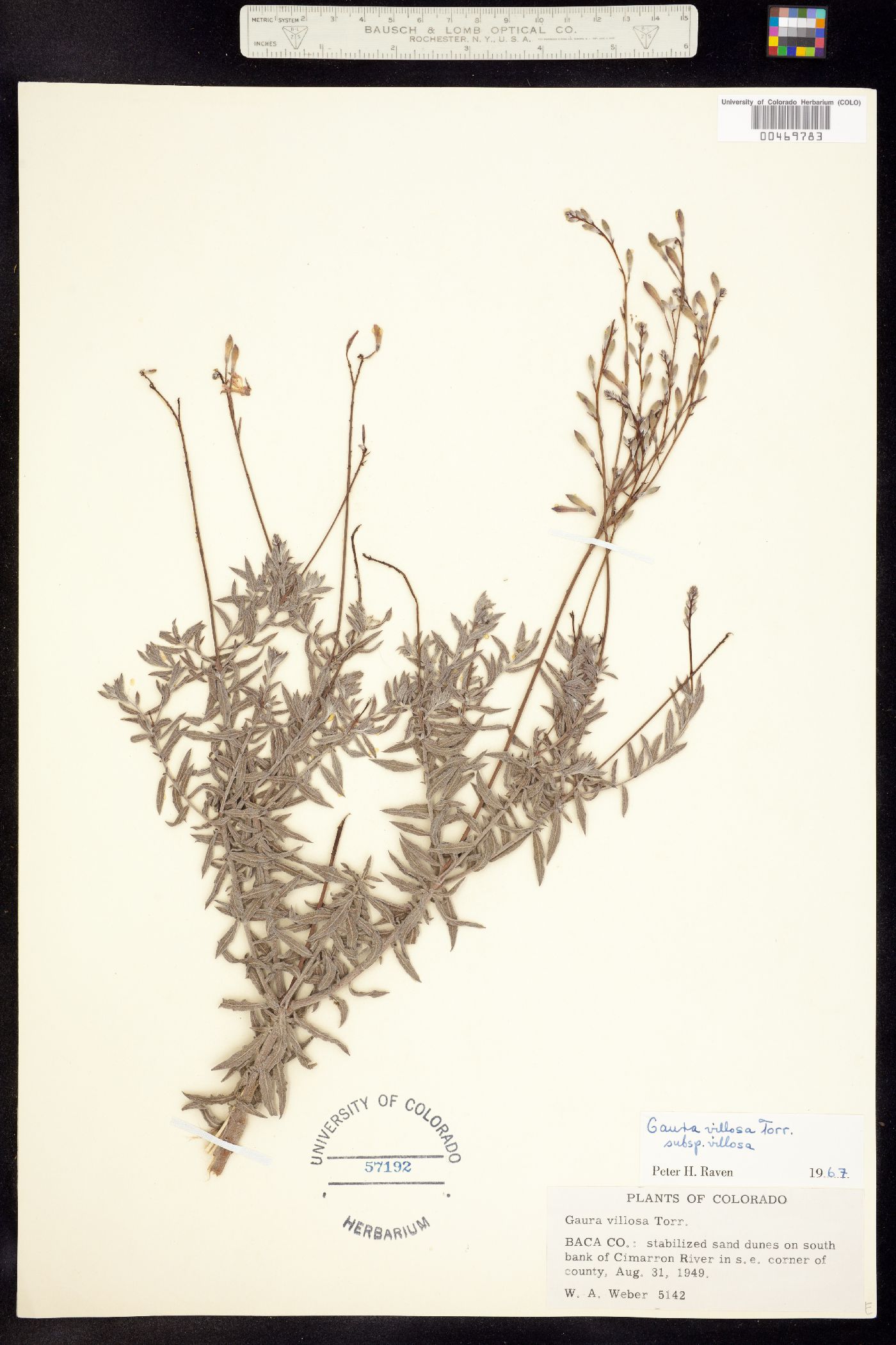 Oenothera cinerea image