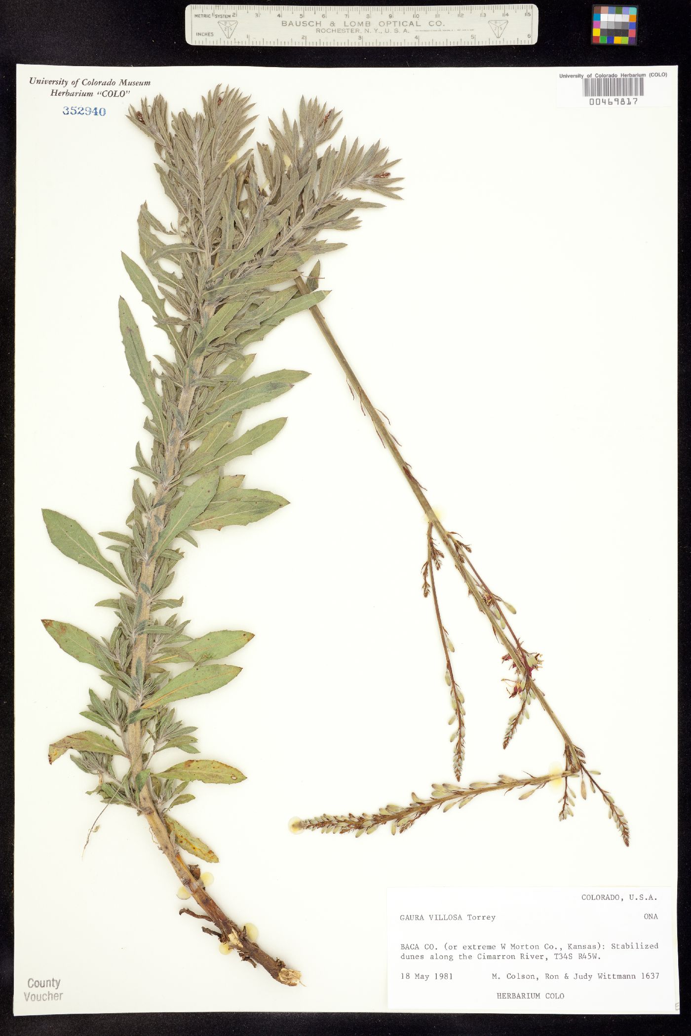 Oenothera cinerea image
