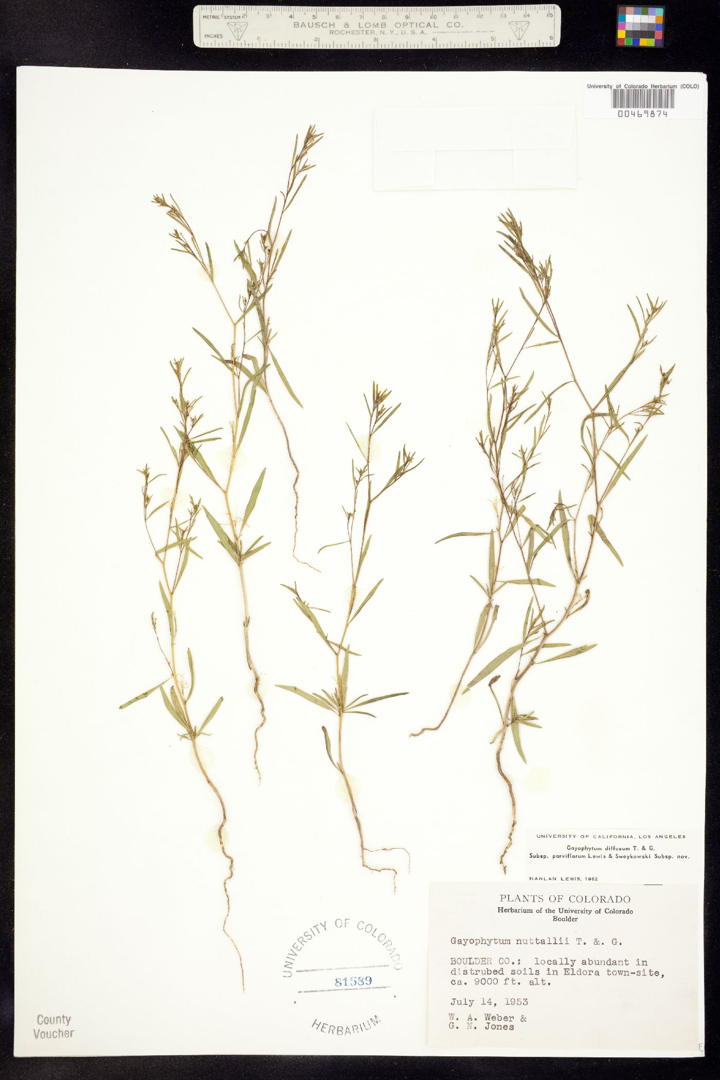 Gayophytum diffusum ssp. parviflorum image