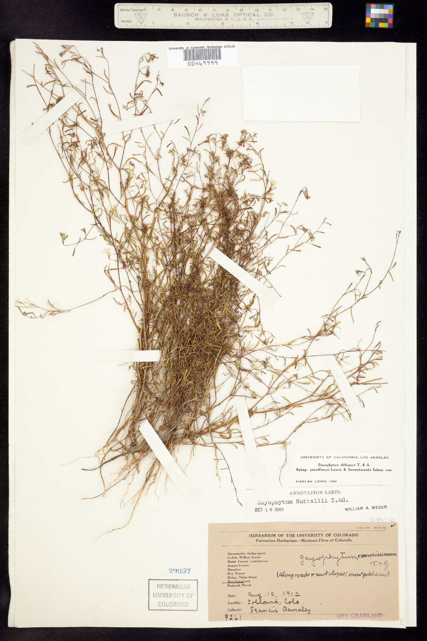 Gayophytum diffusum ssp. parviflorum image