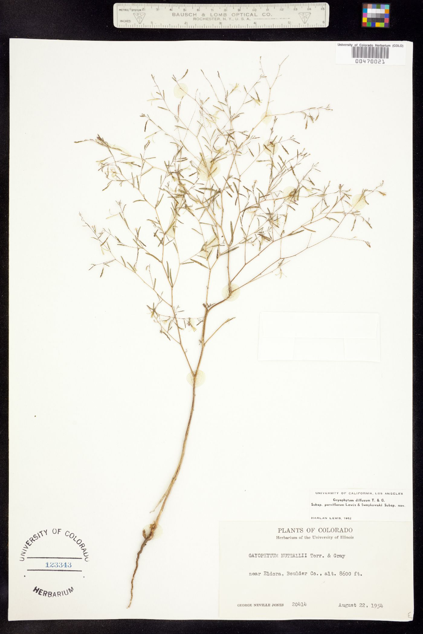 Gayophytum image