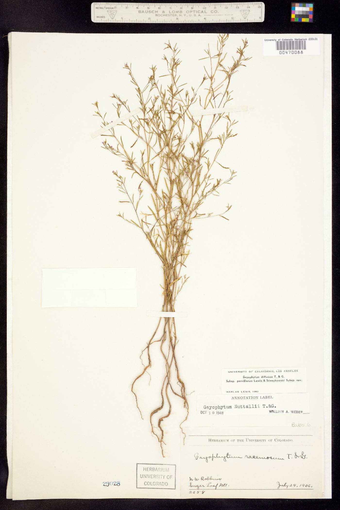 Gayophytum diffusum ssp. parviflorum image
