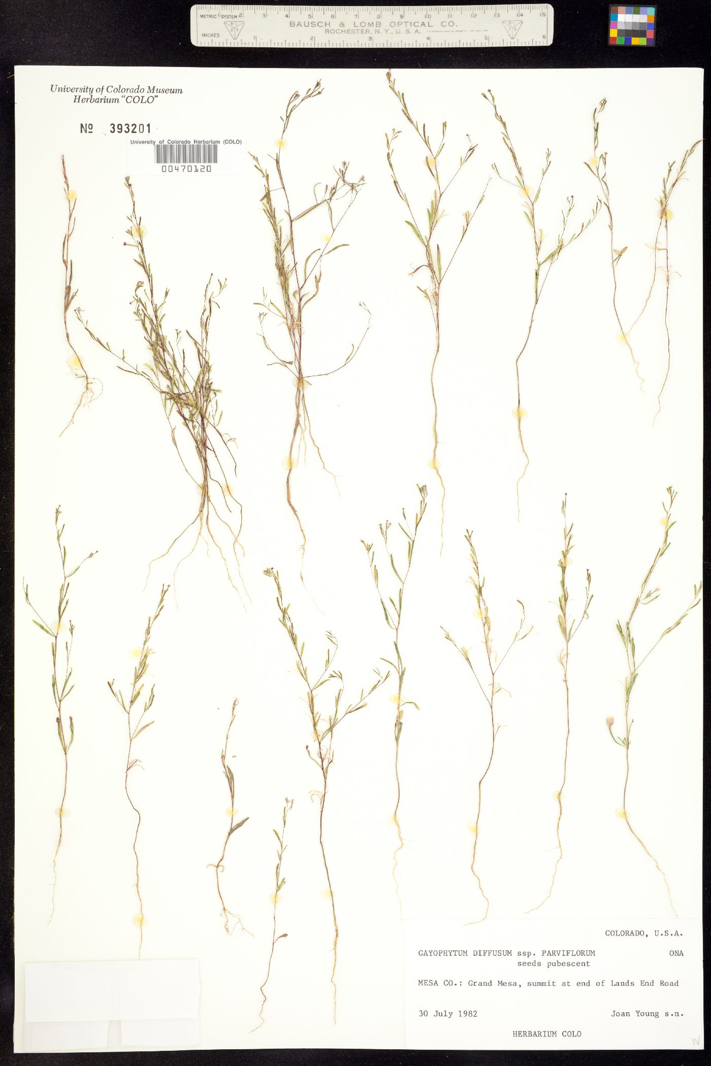 Gayophytum image