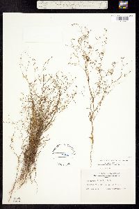 Gayophytum diffusum ssp. parviflorum image