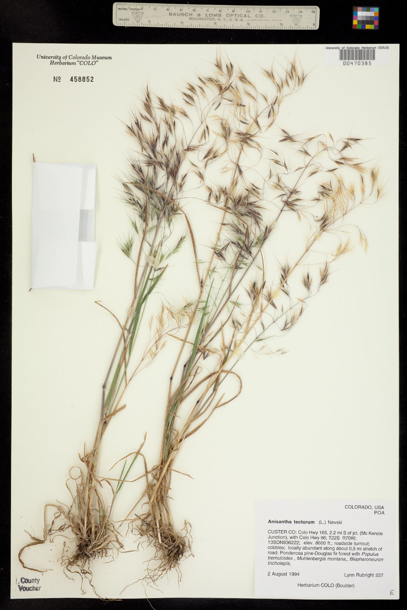 Bromus tectorum image