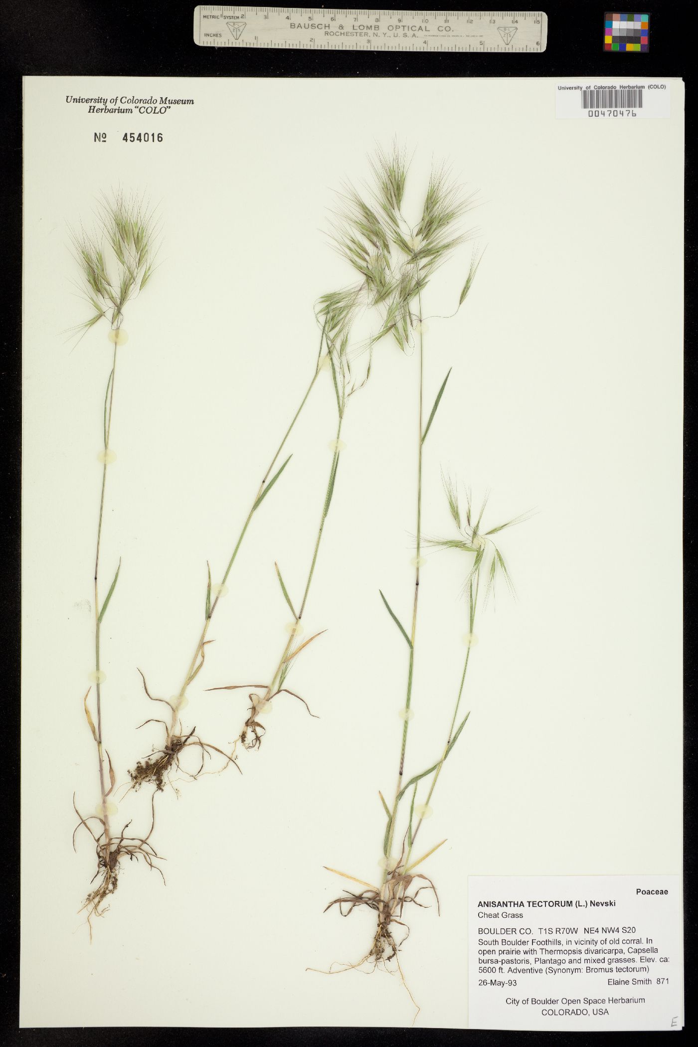 Bromus image