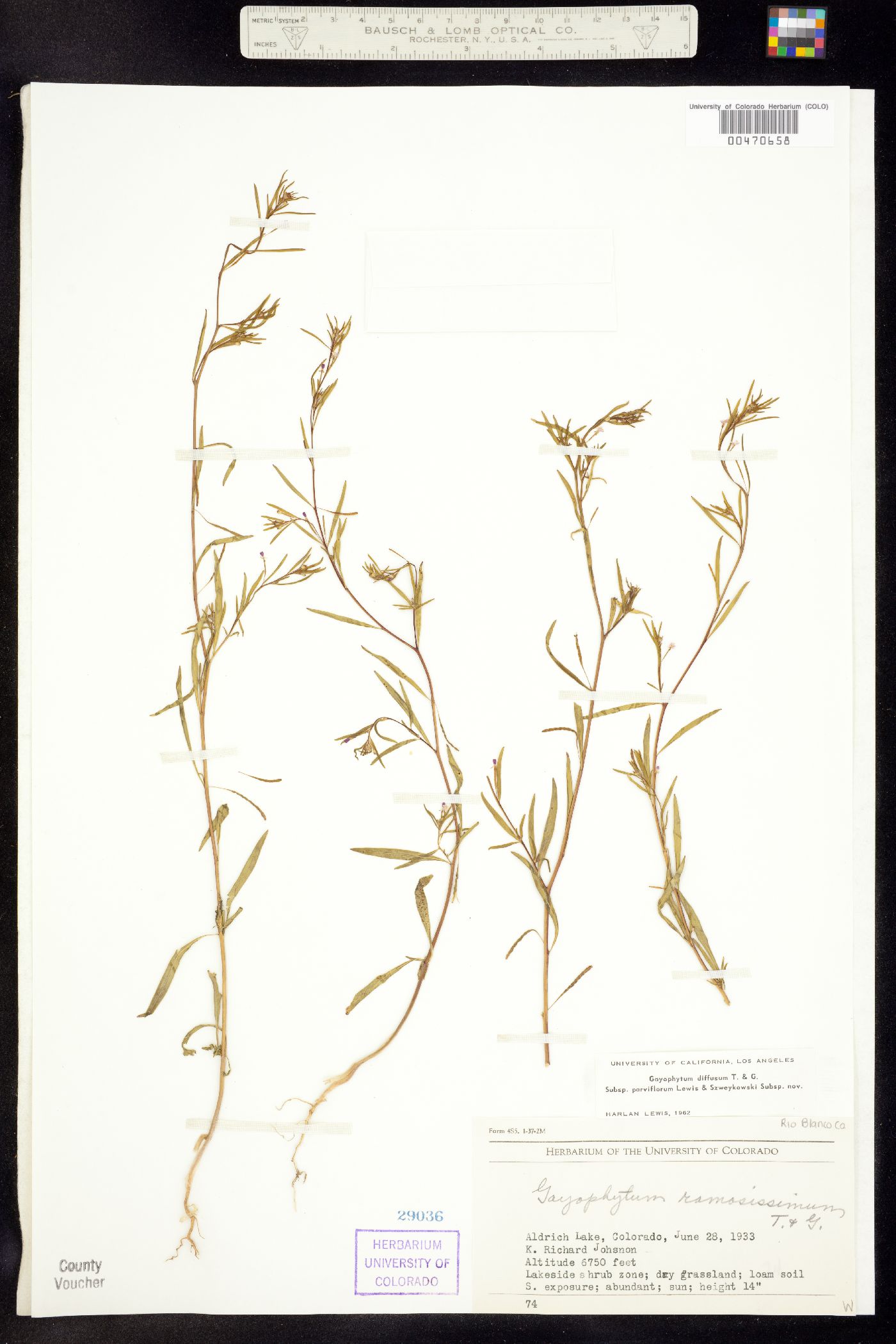 Gayophytum diffusum ssp. parviflorum image
