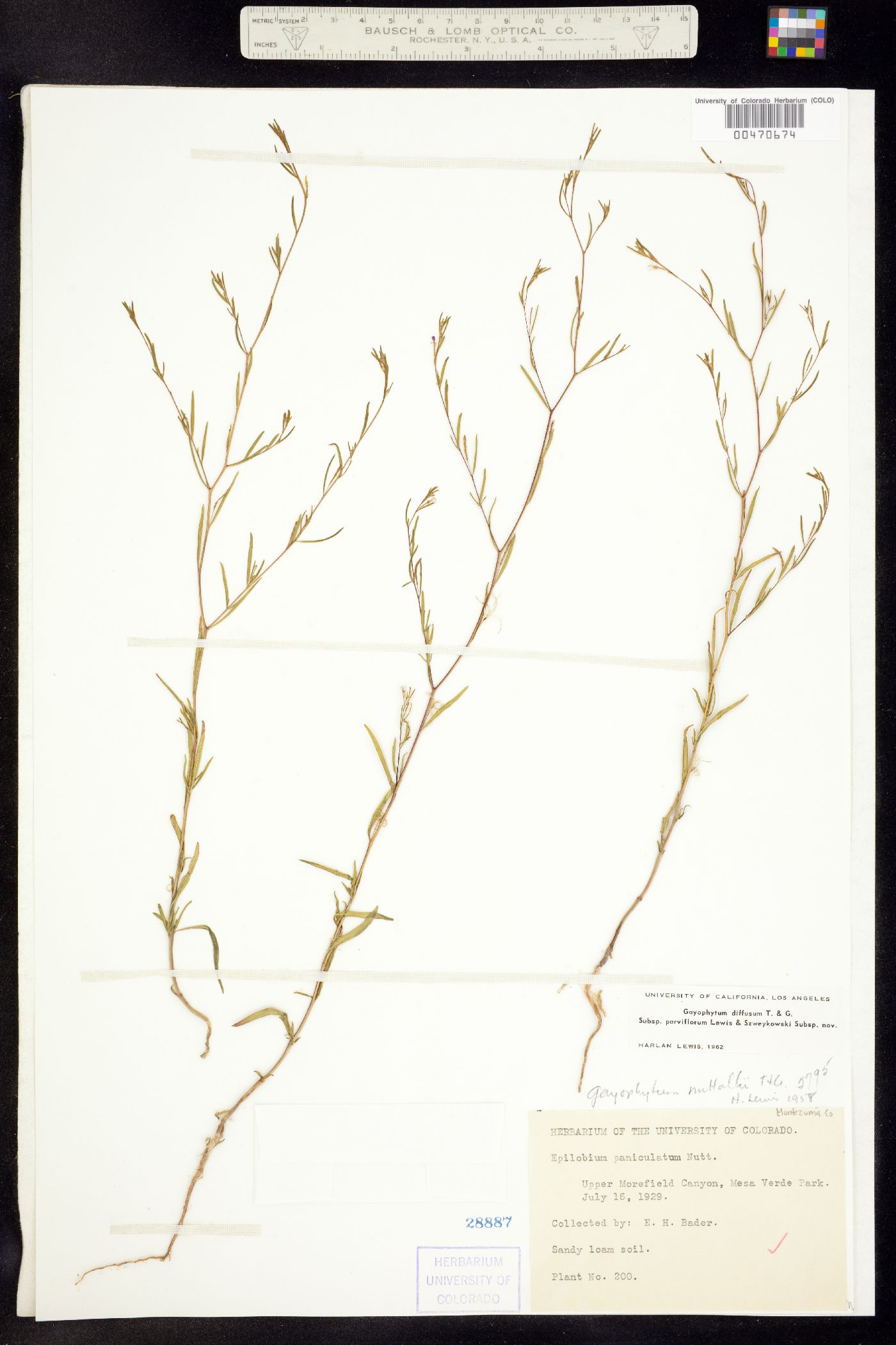 Gayophytum diffusum ssp. parviflorum image