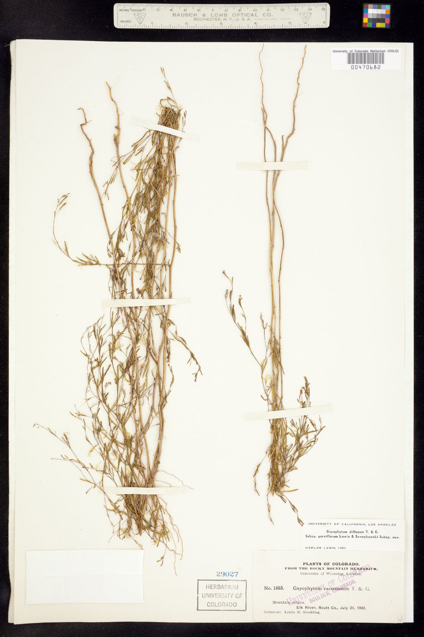 Gayophytum diffusum ssp. parviflorum image