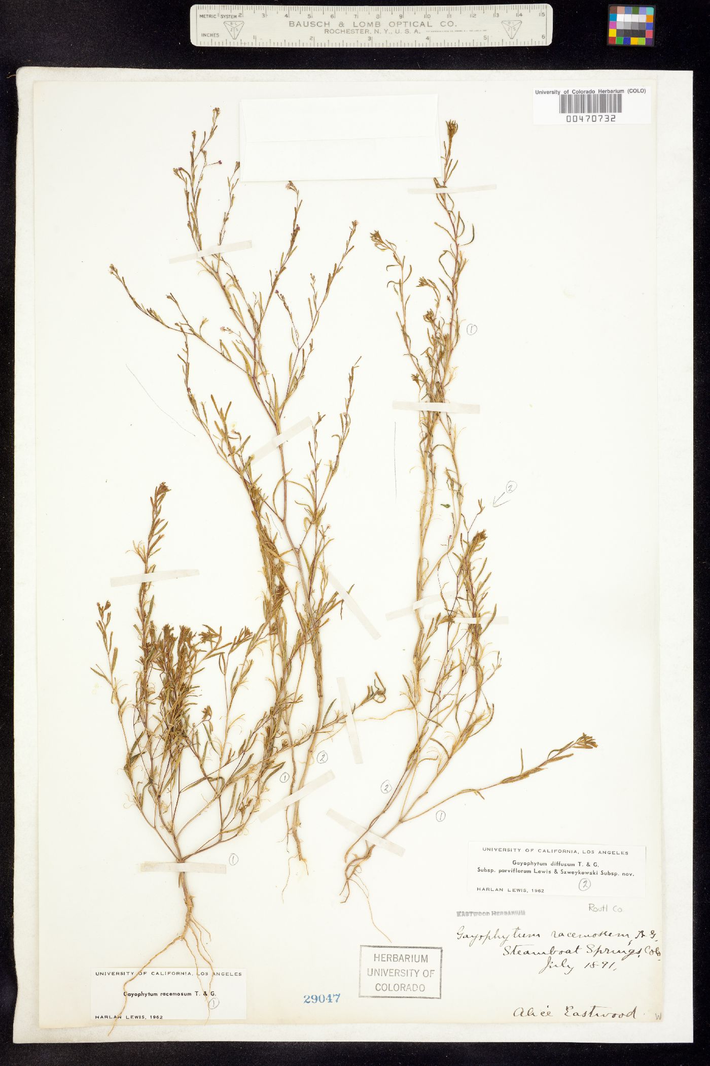 Gayophytum image