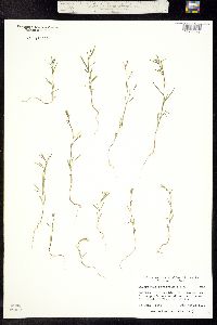 Image of Gayophytum racemosum