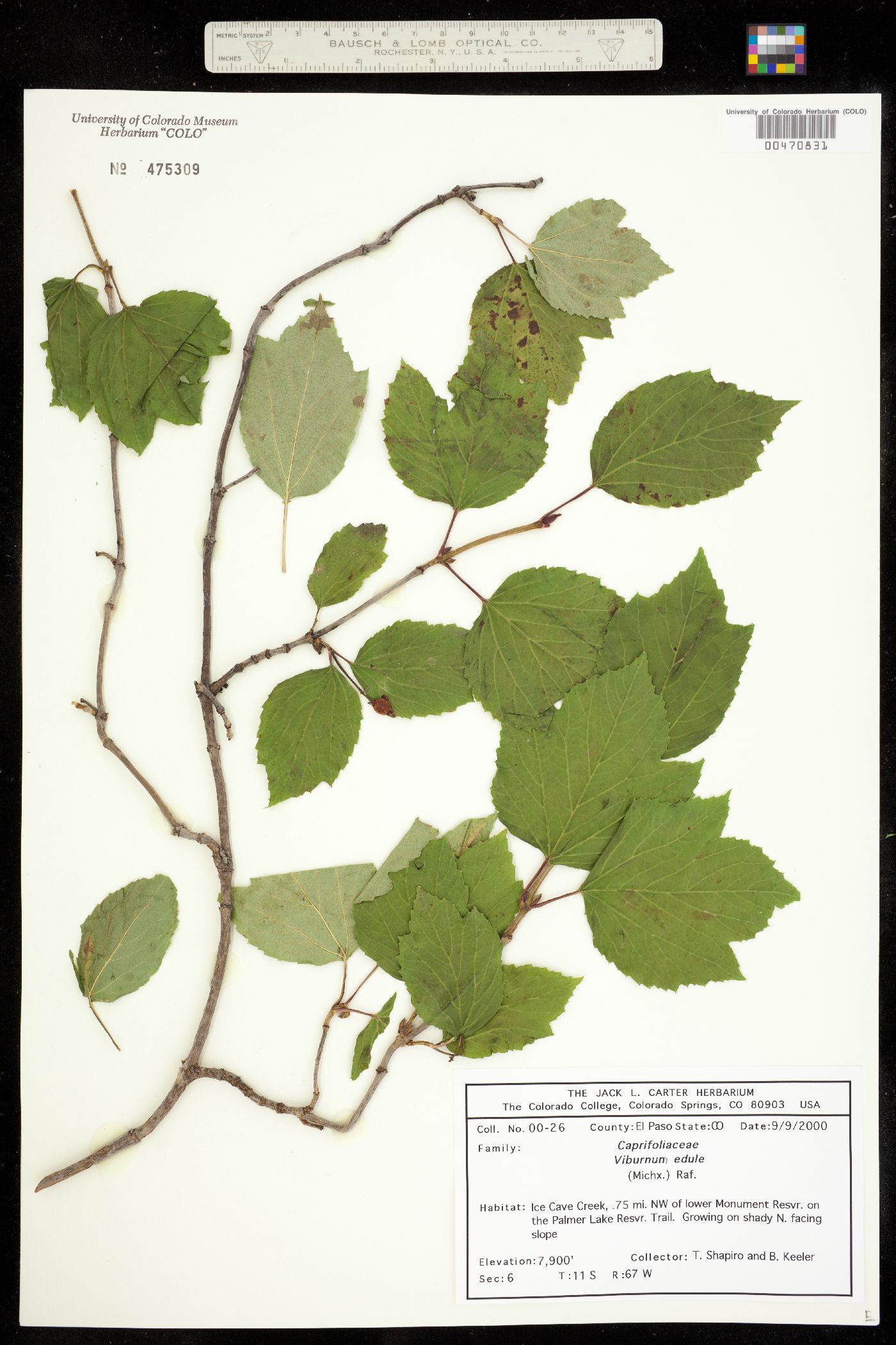 Viburnum edule image