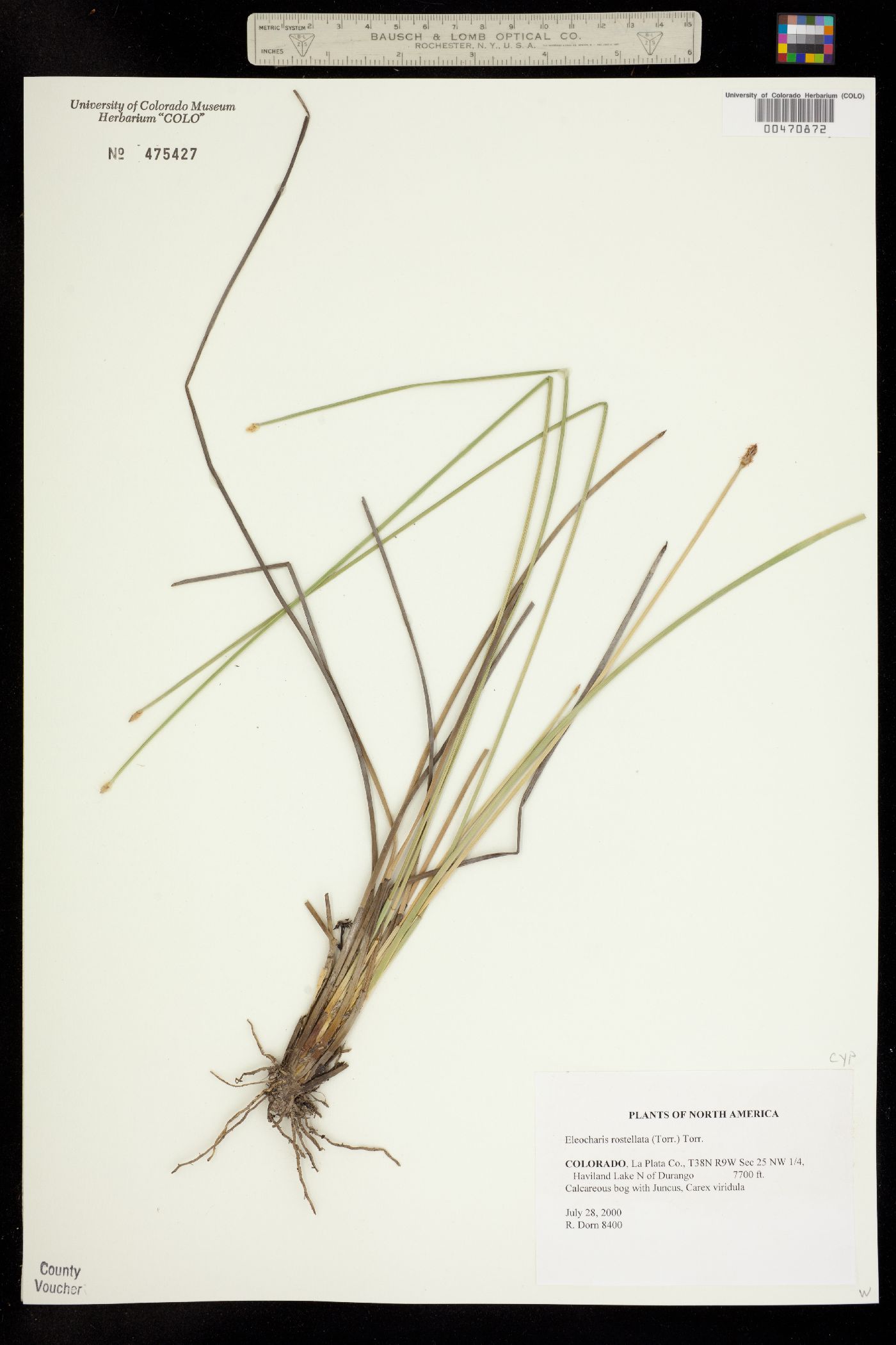 Eleocharis rostellata image