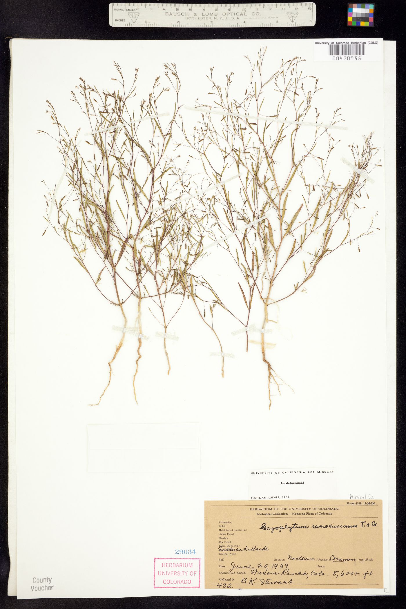 Gayophytum image