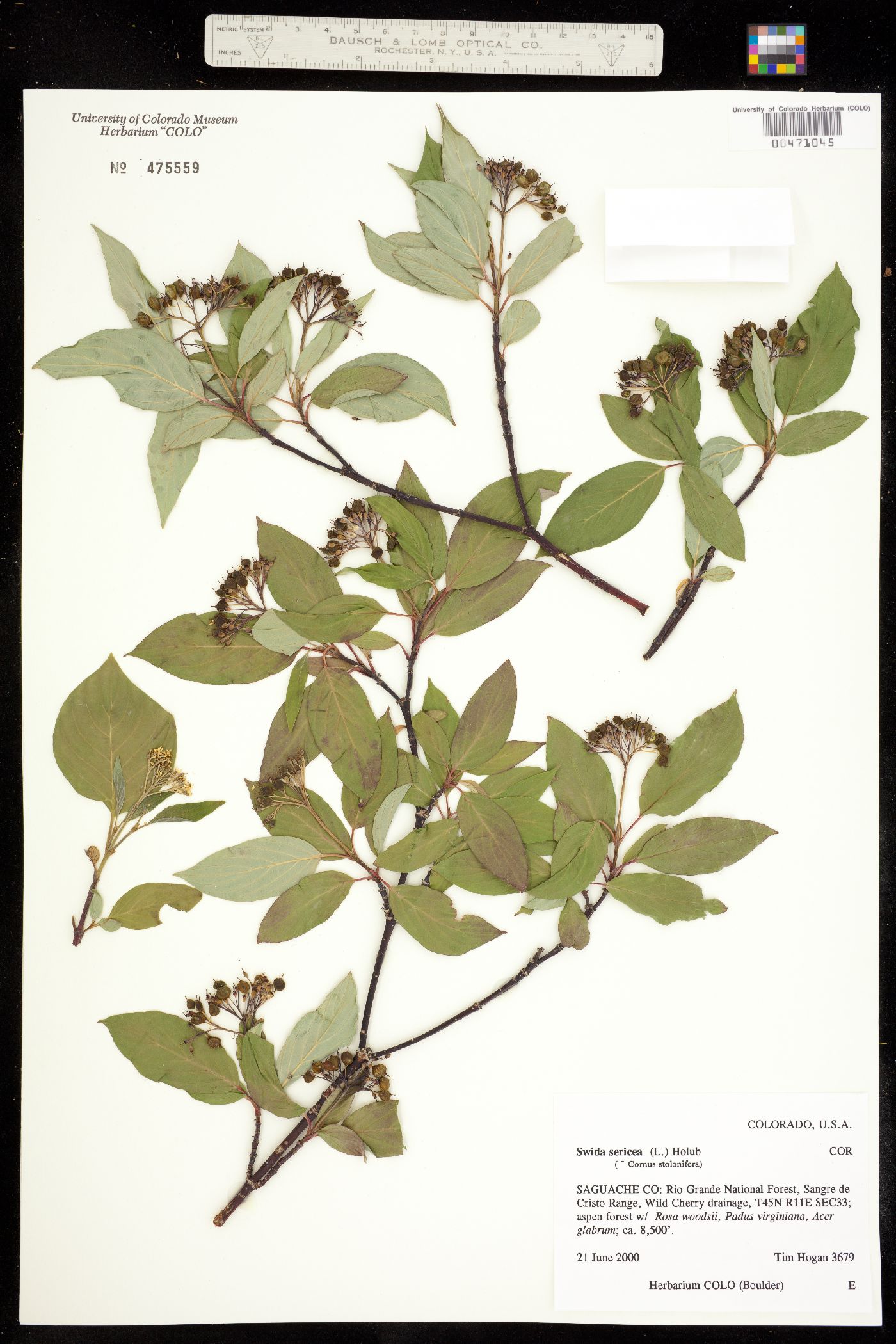 Cornus sericea ssp. sericea image