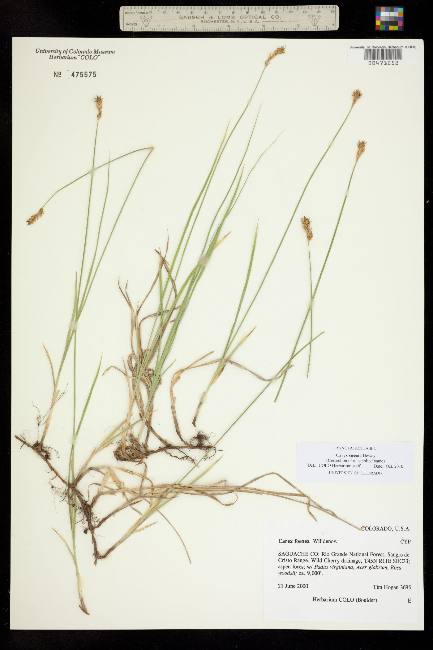 Carex siccata image