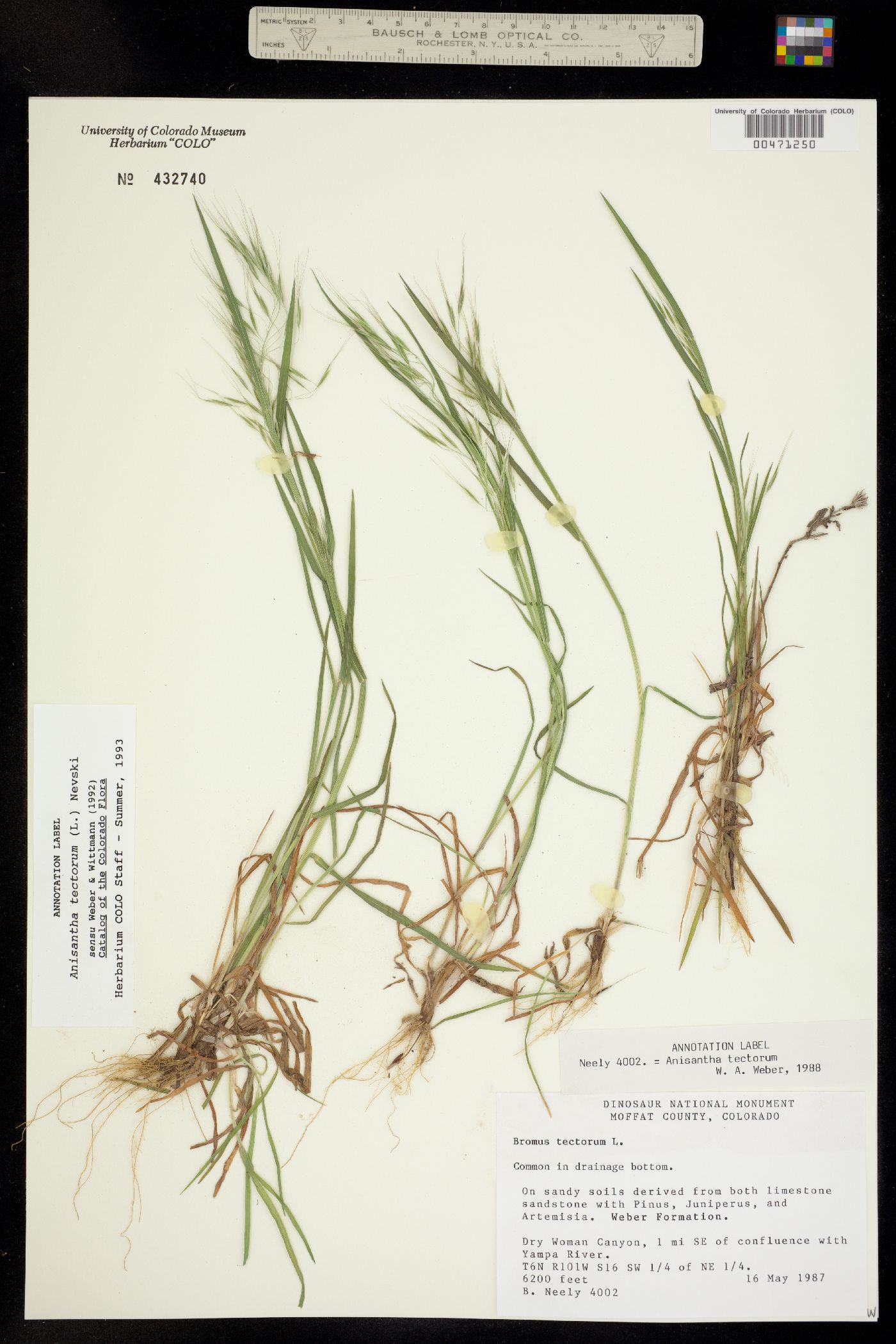 Bromus tectorum image