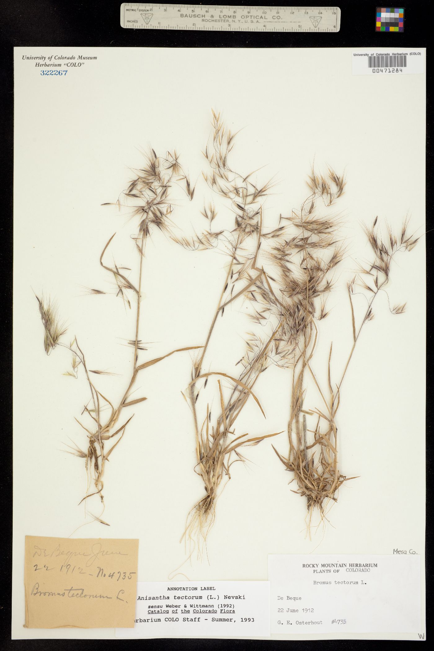 Bromus image